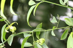 Artabotrys hexapetalus